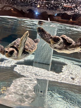 AOAO SAPPOROに投稿された画像（2024/5/11）