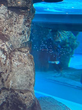 京都水族館に投稿された画像（2024/5/11）