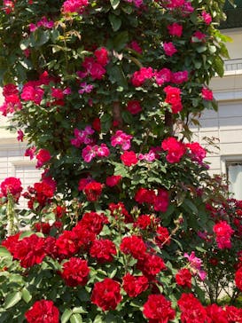 横浜イングリッシュガーデンに投稿された画像（2024/5/11）