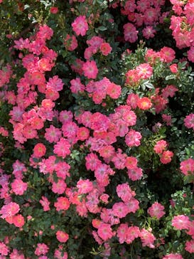 横浜イングリッシュガーデンに投稿された画像（2024/5/11）