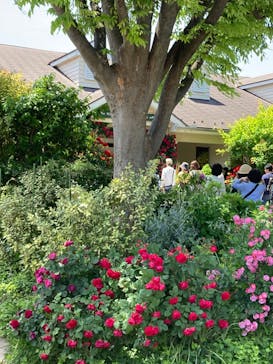 横浜イングリッシュガーデンに投稿された画像（2024/5/11）