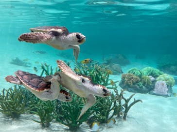 鴨川シーワールドに投稿された画像（2024/5/11）