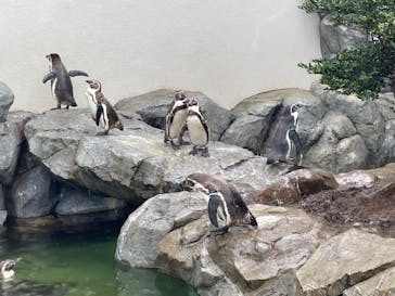 鴨川シーワールドに投稿された画像（2024/5/11）