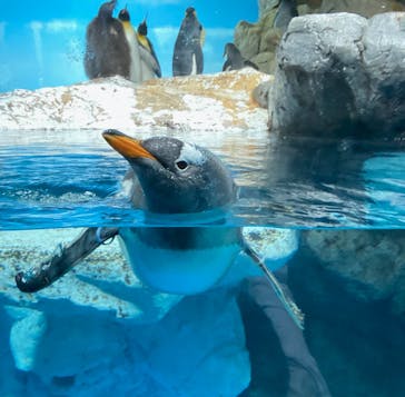 鴨川シーワールドに投稿された画像（2024/5/12）