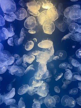 鴨川シーワールドに投稿された画像（2024/5/12）