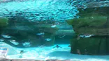 天王寺動物園に投稿された画像（2024/5/12）