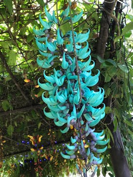 美らヤシパークオキナワ・東南植物楽園に投稿された画像（2024/5/12）