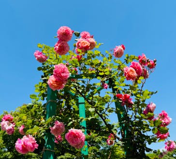 浜名湖花博2024に投稿された画像（2024/5/12）