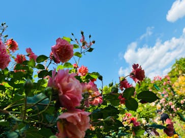 浜名湖花博2024に投稿された画像（2024/5/12）