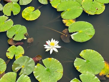 浜名湖花博2024に投稿された画像（2024/5/12）