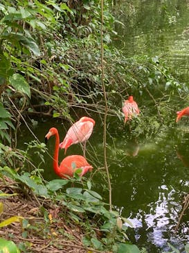 ネオパークオキナワに投稿された画像（2024/5/12）