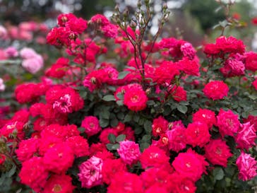 浜名湖花博2024に投稿された画像（2024/5/12）