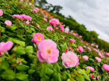 浜名湖花博2024に投稿された画像（2024/5/12）