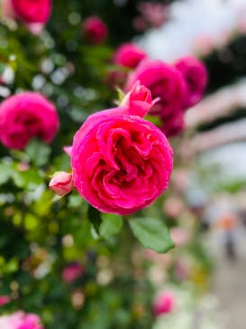 浜名湖花博2024に投稿された画像（2024/5/12）