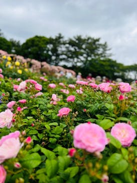 浜名湖花博2024に投稿された画像（2024/5/12）