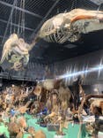 特別展「大哺乳類展３－わけてつなげて大行進」に投稿された画像（2024/5/12）