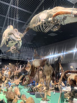 特別展「大哺乳類展３－わけてつなげて大行進」に投稿された画像（2024/5/12）