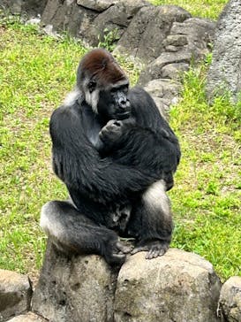 千葉市動物公園に投稿された画像（2024/5/12）