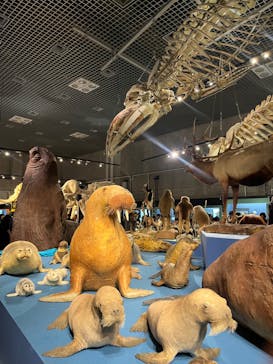 特別展「大哺乳類展３－わけてつなげて大行進」に投稿された画像（2024/5/12）