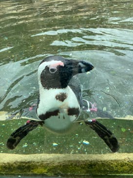 神戸どうぶつ王国に投稿された画像（2024/5/12）