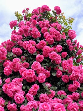 京成バラ園に投稿された画像（2024/5/12）