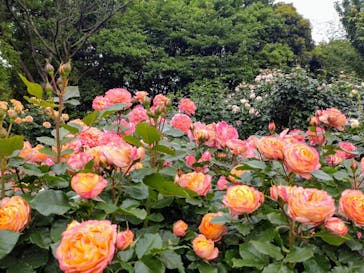 京成バラ園に投稿された画像（2024/5/12）