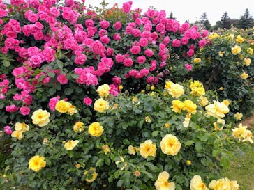 京成バラ園に投稿された画像（2024/5/12）