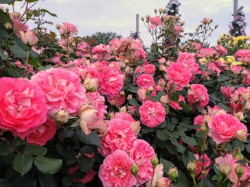 京成バラ園に投稿された画像（2024/5/12）