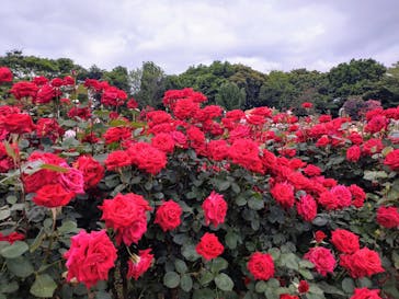 京成バラ園に投稿された画像（2024/5/12）