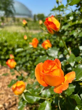 とっとり花回廊に投稿された画像（2024/5/12）