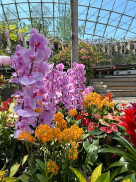 とっとり花回廊に投稿された画像（2024/5/12）