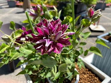 とっとり花回廊に投稿された画像（2024/5/12）