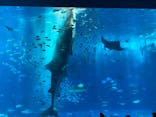 沖縄美ら海水族館に投稿された画像（2024/5/12）