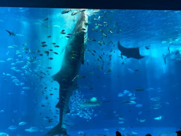 沖縄美ら海水族館に投稿された画像（2024/5/12）