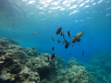 武藤潜水に投稿された画像（2024/5/12）