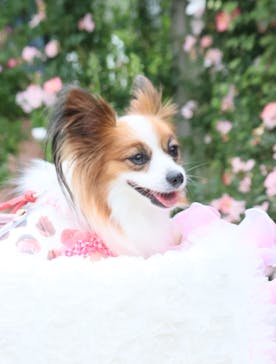 浜名湖花博2024に投稿された画像（2024/5/12）