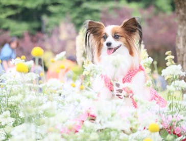 浜名湖花博2024に投稿された画像（2024/5/12）