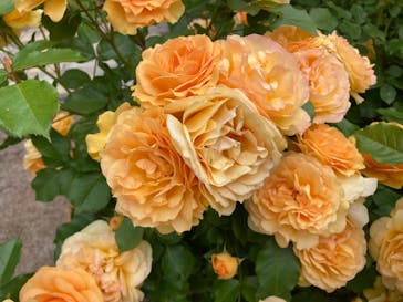 ぎふワールド・ローズガーデンに投稿された画像（2024/5/12）