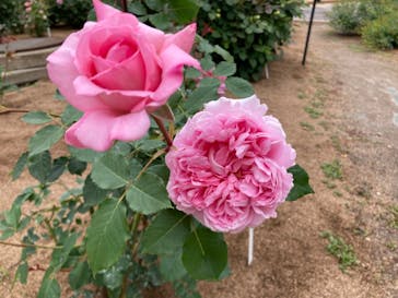 ぎふワールド・ローズガーデンに投稿された画像（2024/5/12）