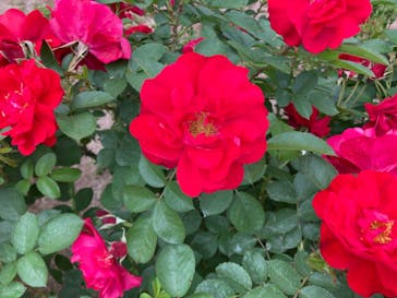 ぎふワールド・ローズガーデンに投稿された画像（2024/5/12）