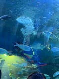 しながわ水族館に投稿された画像（2024/5/12）