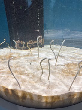 AQUARIUM × ART　atoaに投稿された画像（2024/5/12）