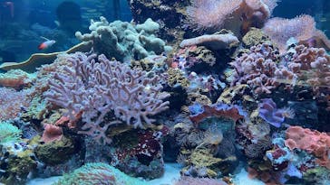 鴨川シーワールドに投稿された画像（2024/5/12）