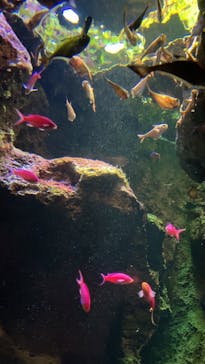 鴨川シーワールドに投稿された画像（2024/5/12）