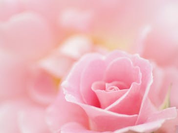 京成バラ園に投稿された画像（2024/5/12）