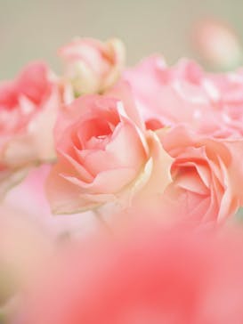 京成バラ園に投稿された画像（2024/5/12）