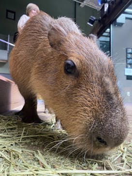 カワスイ 川崎⽔族館に投稿された画像（2024/5/12）