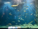 サケのふるさと 千歳水族館に投稿された画像（2024/5/12）