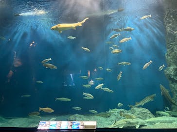 サケのふるさと 千歳水族館に投稿された画像（2024/5/12）