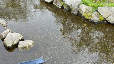サケのふるさと 千歳水族館に投稿された画像（2024/5/12）
